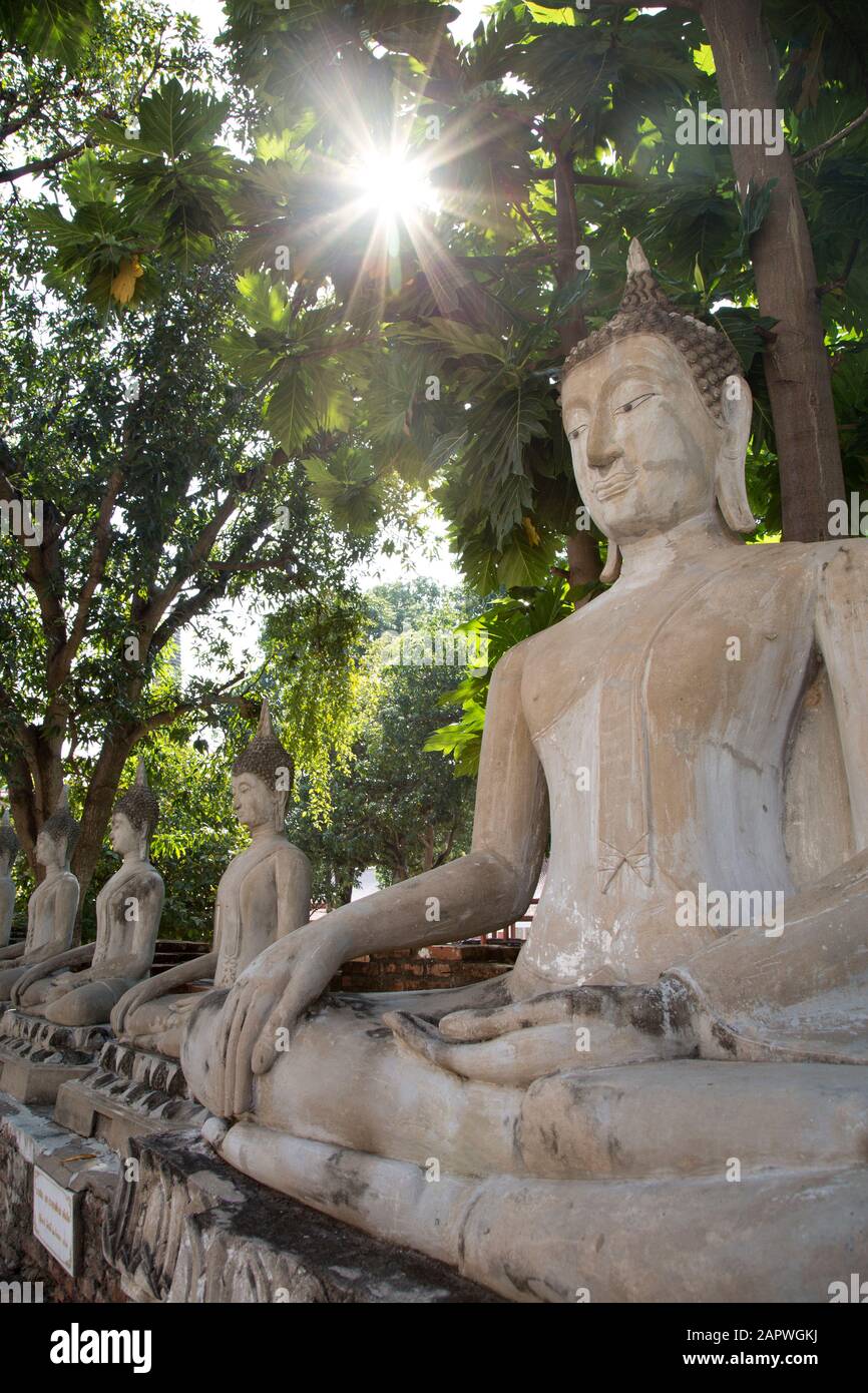 Buddha-Statue mit Sonnenstrahlen, die einen grünen Baum hinter sich durchqueren Stockfoto