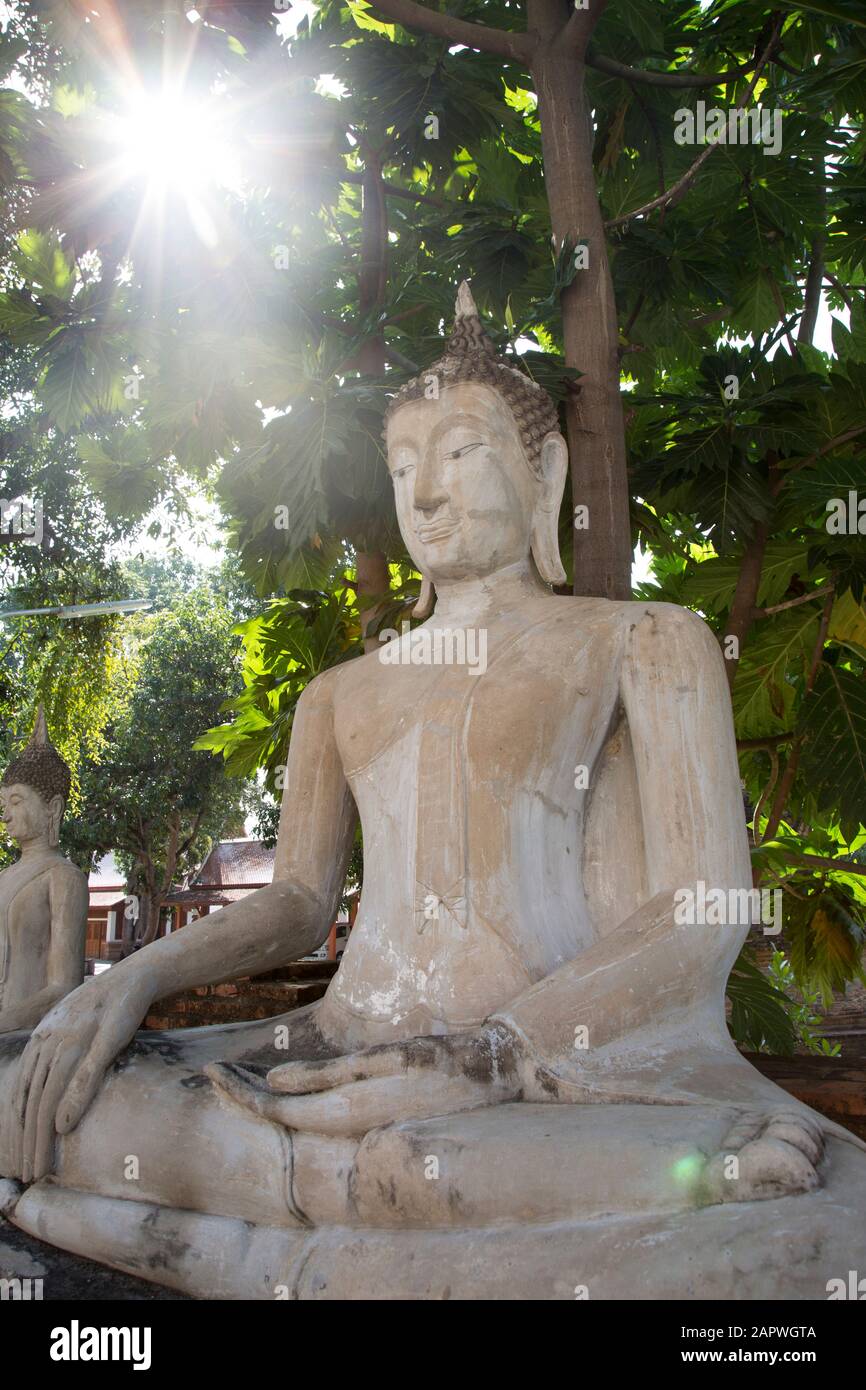 Buddha-Statue mit Sonnenstrahlen, die einen grünen Baum hinter sich durchqueren Stockfoto