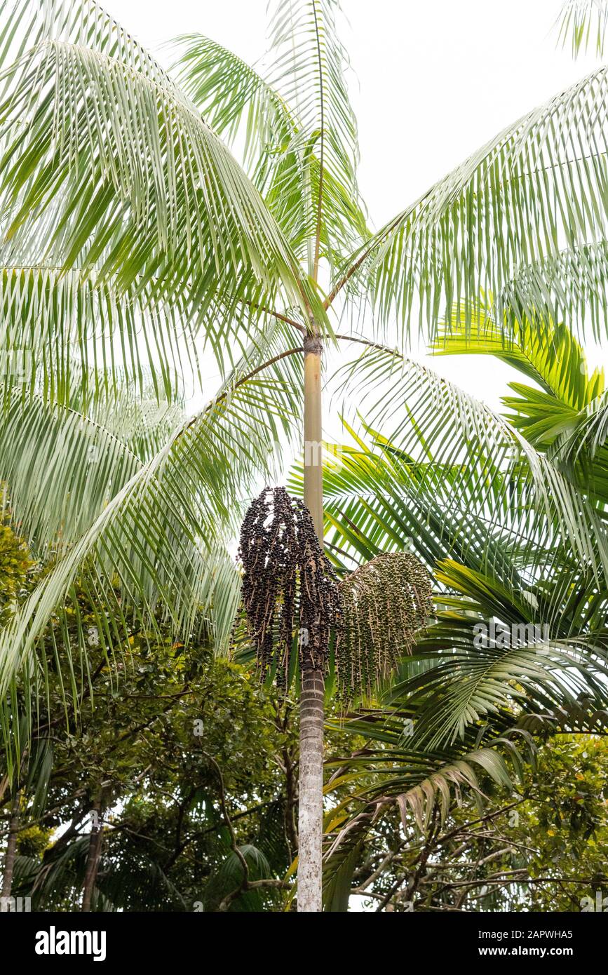 Acai Palmenbaum mit Kokosnüssen auf einem kleinen Dorf im Amazonas-Regenwald, Amazonas, Brasilien Stockfoto