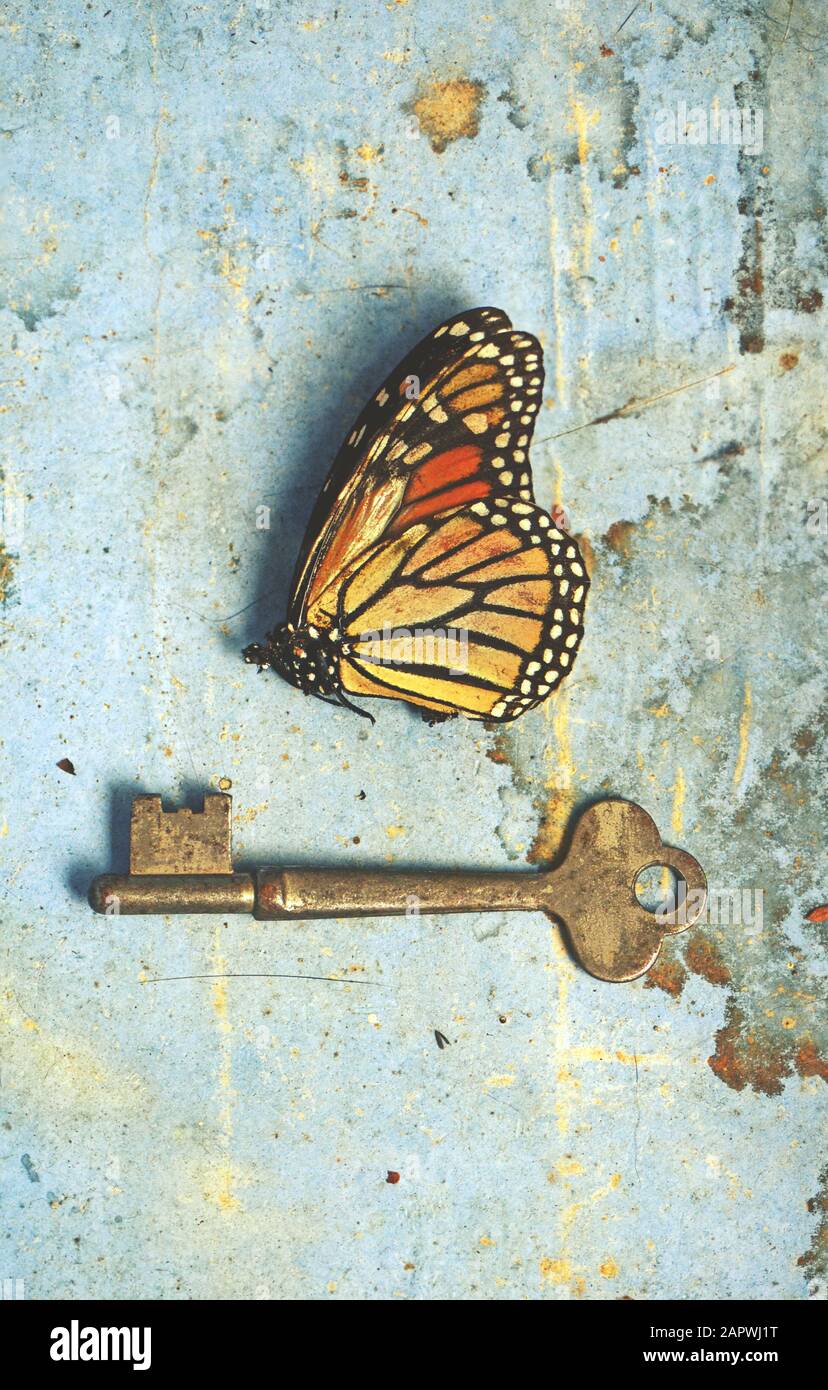 Alte Stillleben-Szene mit totem Schmetterling und altem Schlüssel auf rustikalem gefärbtem blauem Papier und Holzhintergrund. Verborgene Geheimnisse, Metamorphose Stockfoto