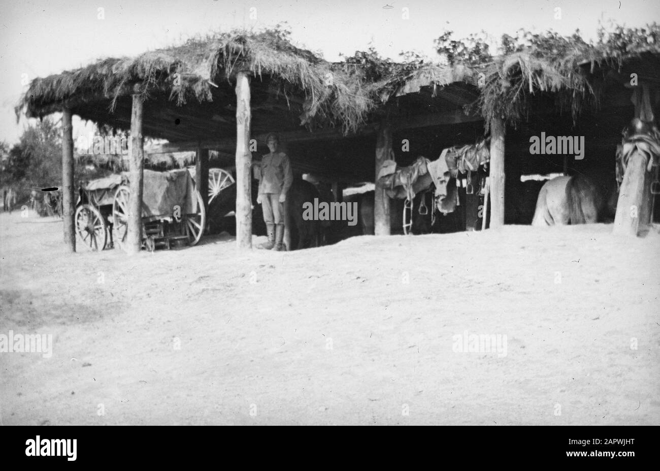 Besuch der russischen Front im Stall des Petersburger Pferdes bei einem Militärlager Datum: 1916/01/01 Ort: Russland Stichwörter: Pferde Stockfoto