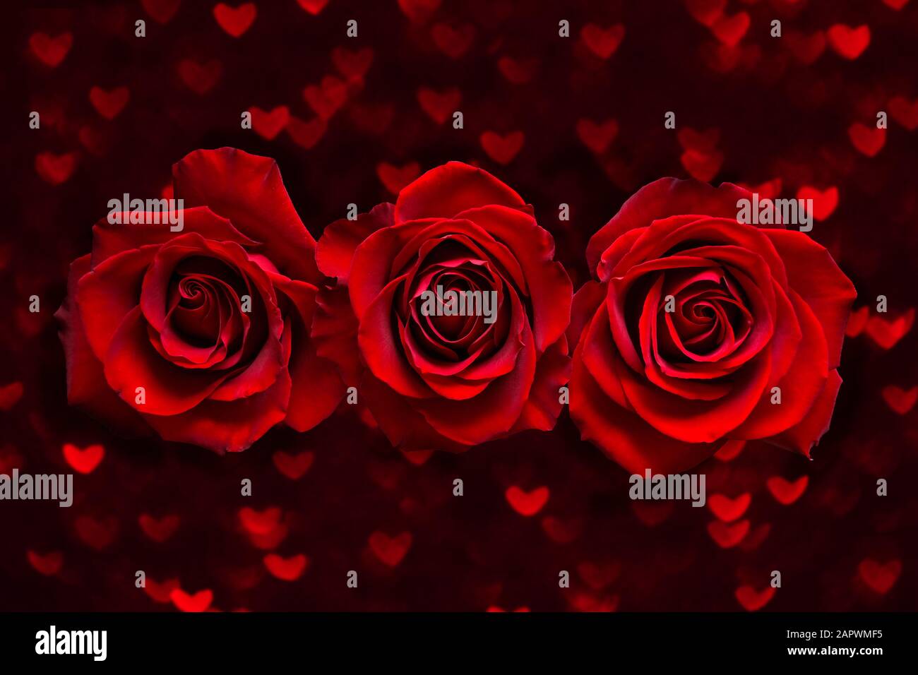 Valentinskarte mit drei roten Rosen auf dunklem Herzboke-Hintergrund. Love and Wedding Day Konzept. Stockfoto