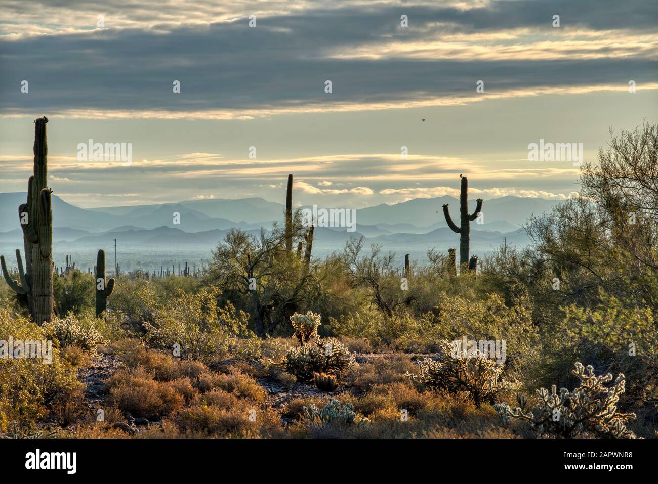 Saguaro und stachelige Birnkaktus blühen zusammen mit Mesquite- und palos-verde-Bäumen im White Tank Mountain State Park außerhalb von Phoenix, Arizona. Stockfoto