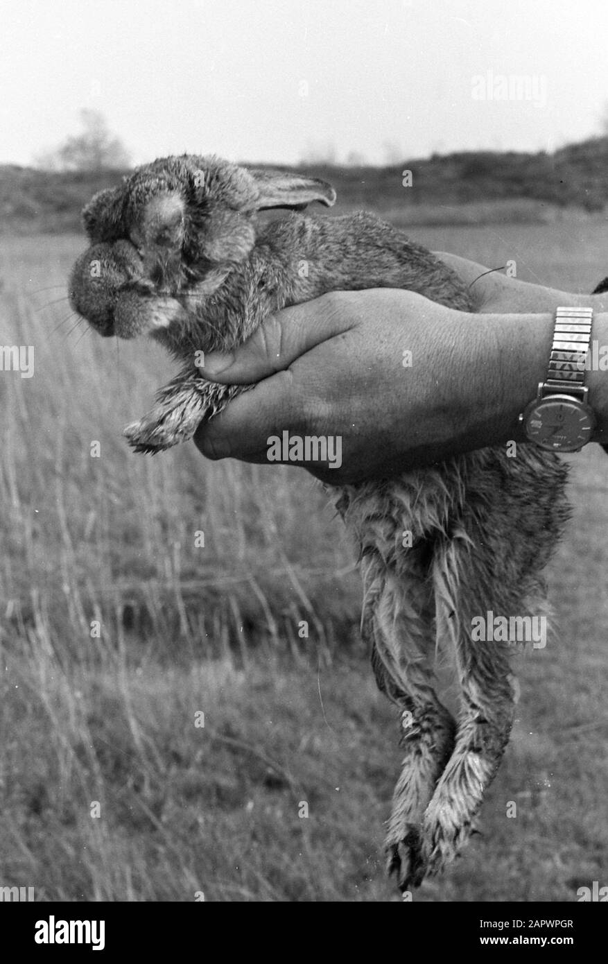 Myxomatose auf Voorne. Ein von der Krankheit betroffenes Kaninchen; Stockfoto
