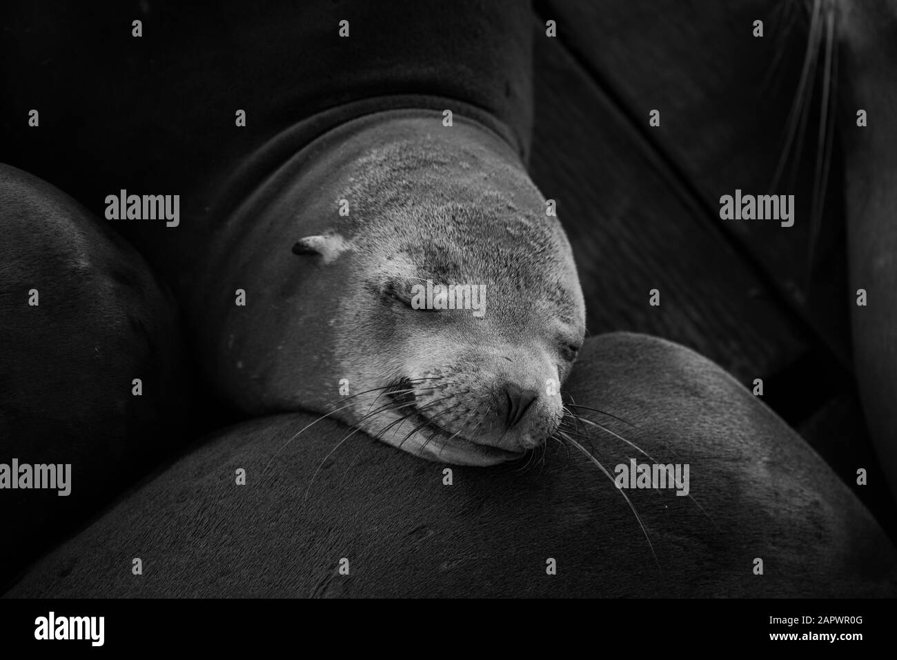 Graustufen Nahaufnahme einer niedlichen schlafenden Robbe Stockfoto