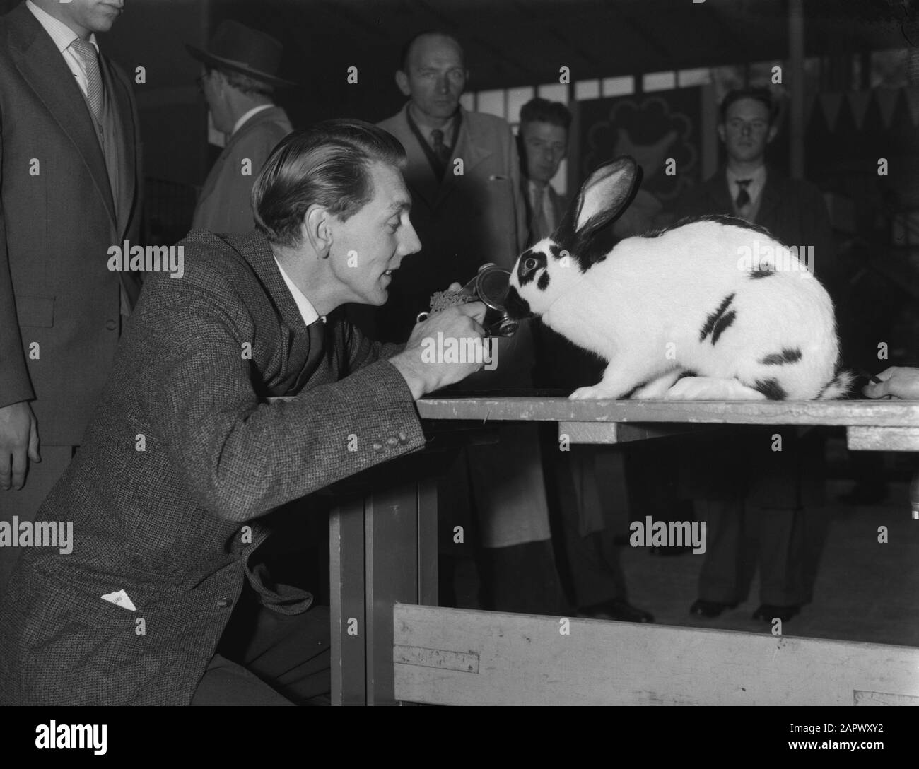 Eröffnung der 50. Ausstellung für Geflügel und Pelze in der Ferne. Ornithophilie in Utrechter, Lotharinger Kaninchen mit Zwergbunen Datum: 30. Oktober 1958 Ort: Utrechter Schlüsselwörter: Öffnungen Stockfoto