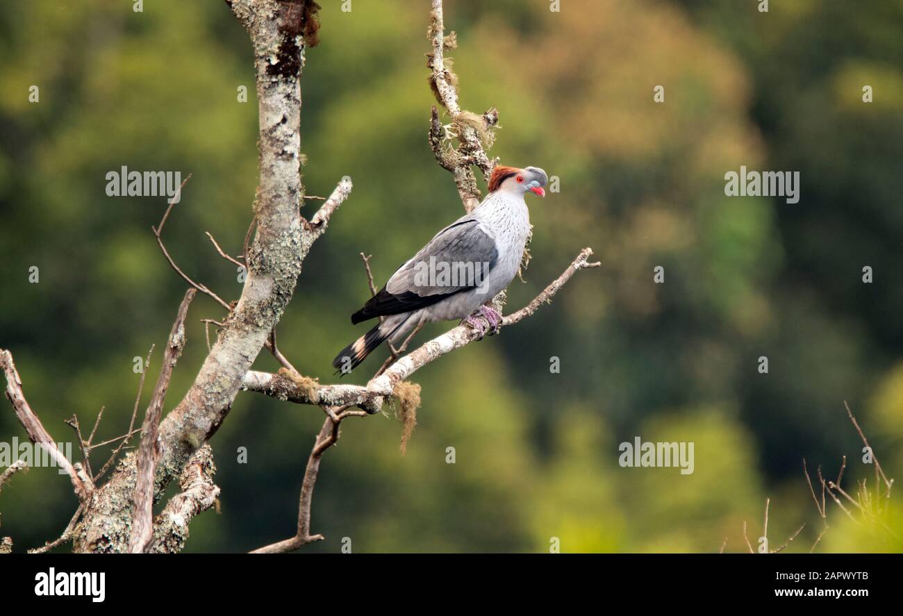 Top Knot Pigeon Perching in Dorrigo Region, NSW, Australien Stockfoto