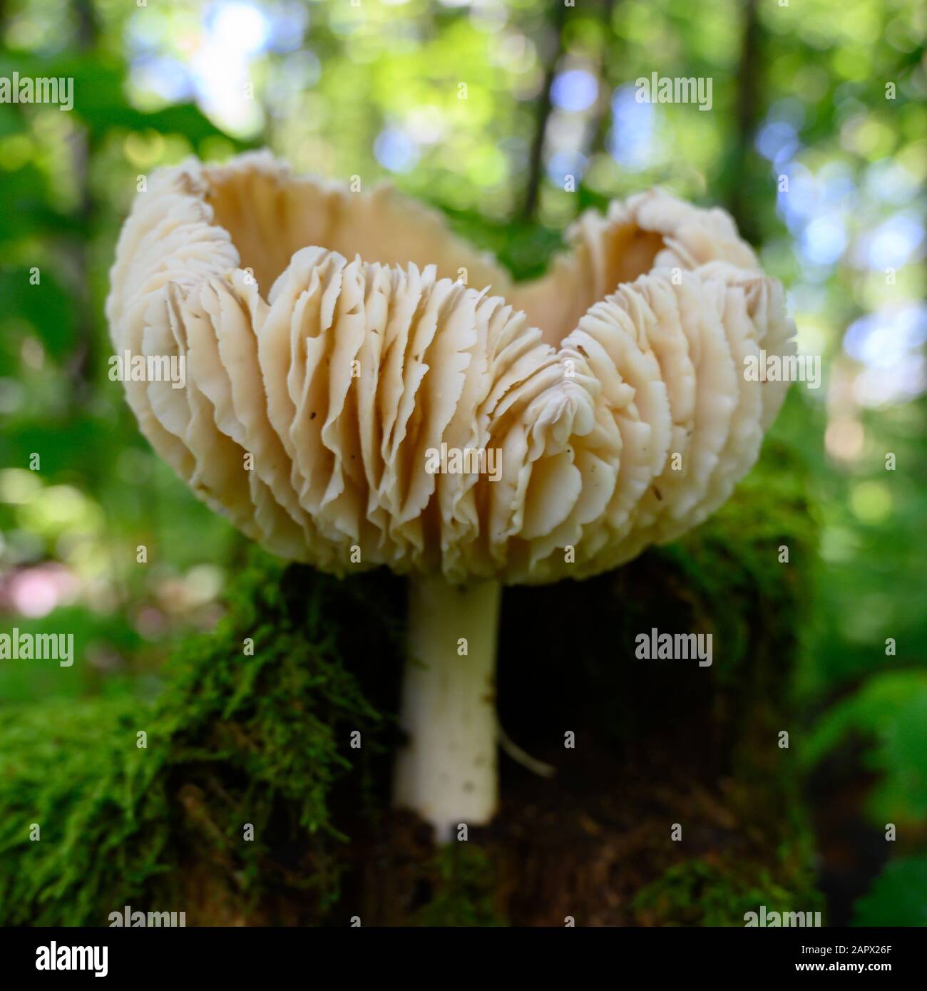 Schichten von Mushroom Wachsen aus Mossy Forest Floor Stockfoto