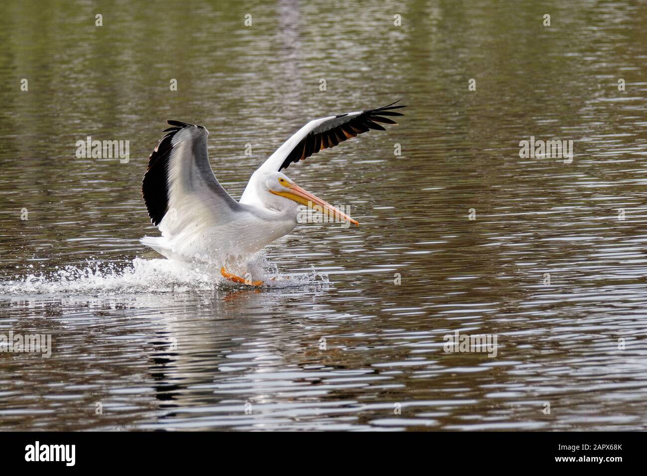American White Pelican (Pelecanus erythrorhynchos) Landingi im Sepulveda Wildlife Sanctuary CA USA Stockfoto