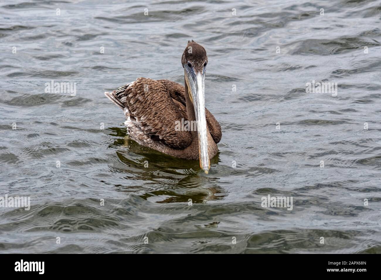 Kalifornischer Braunpelikan ( Pelecanus occidentalis californicus) Schwimmen in Ensenada Mexiko Stockfoto