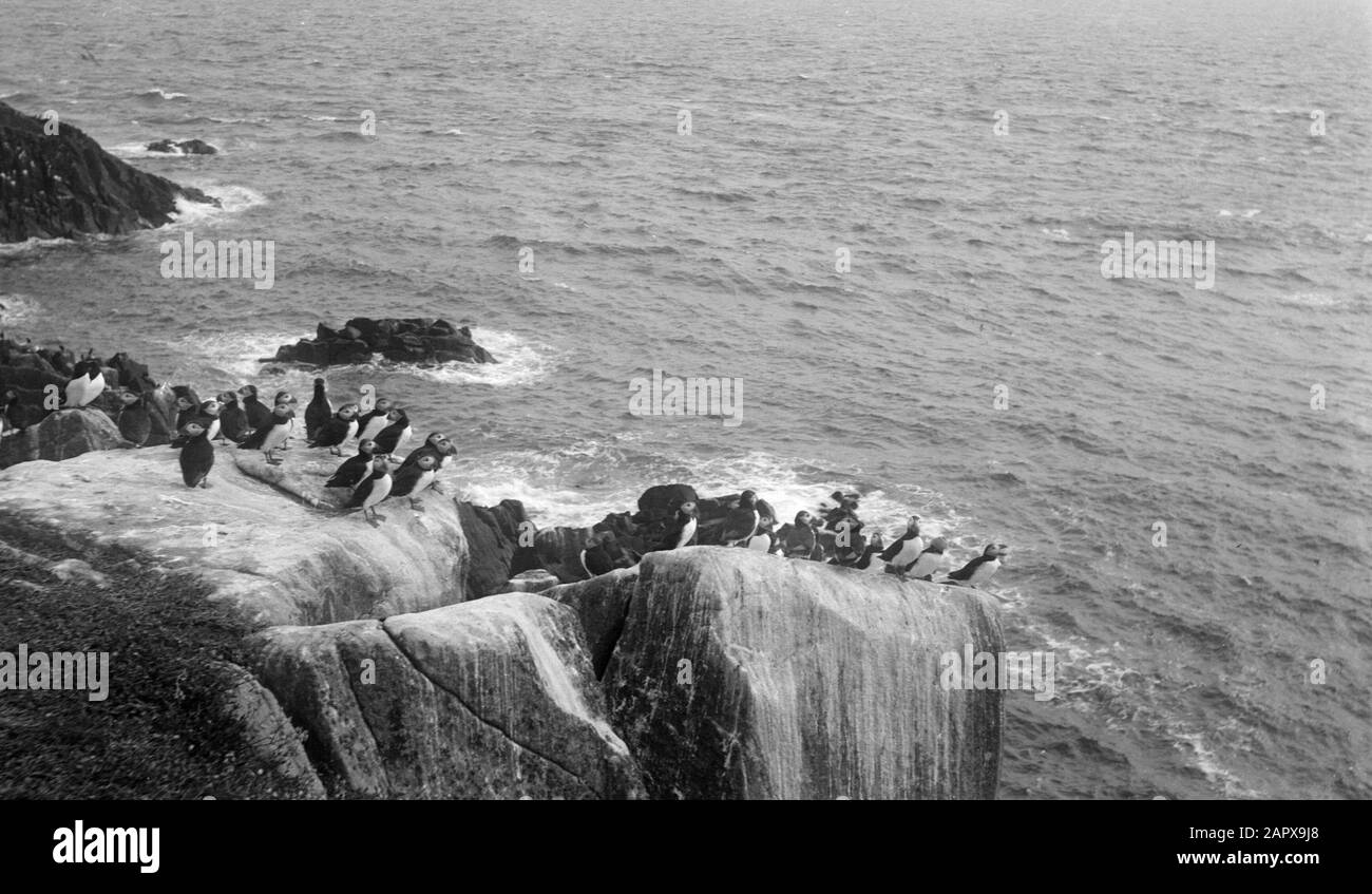 Reise nach England Rocks mit Möwen Datum: Undatierte Lage: Großbritannien Schlüsselwörter: Möwen, Felsen Stockfoto