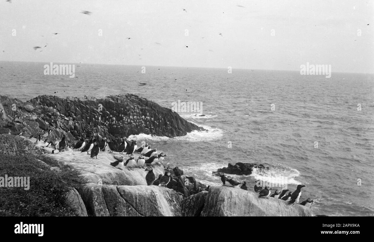 Reise nach England Rocks mit Möwen Datum: Undatierte Lage: Großbritannien Schlüsselwörter: Möwen, Felsen Stockfoto