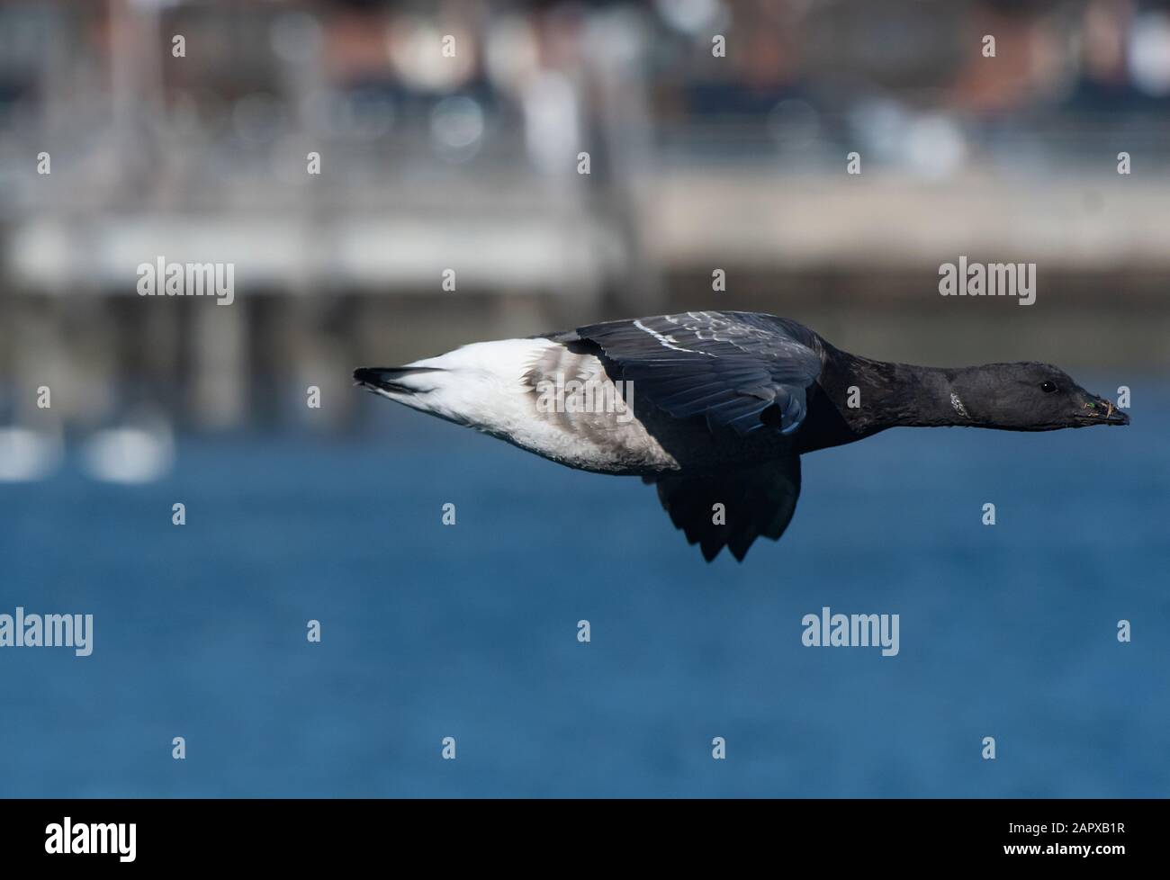 Flug von Atlantic brent in der Sheepshead Bay in Brooklyn, New York Stockfoto