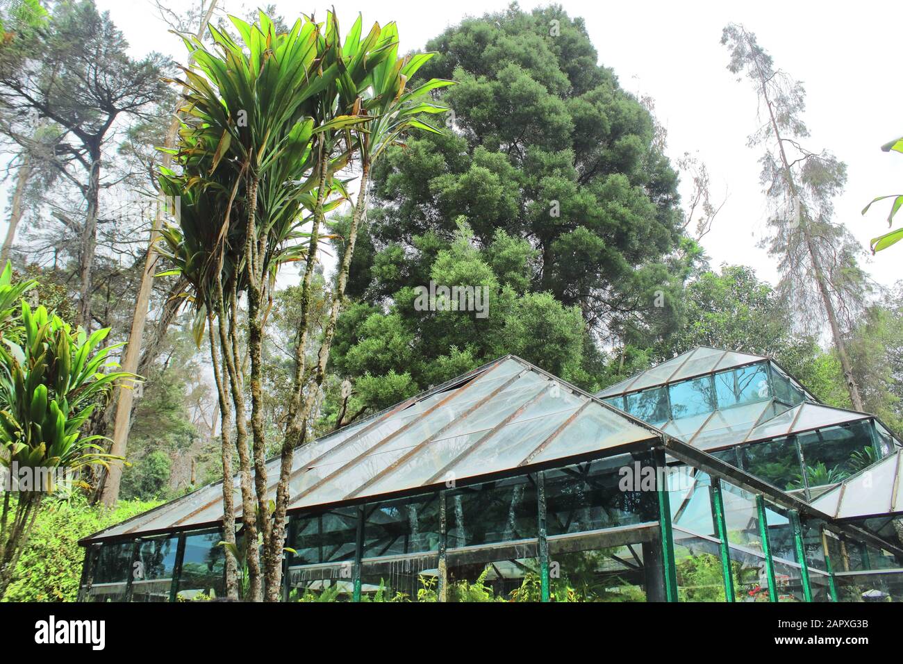 Dieses grüne Haus im bryant Park ist ein beliebter Touristenort am kodaikanal, kodaikanal Hill Station in tamilnadu, indien Stockfoto