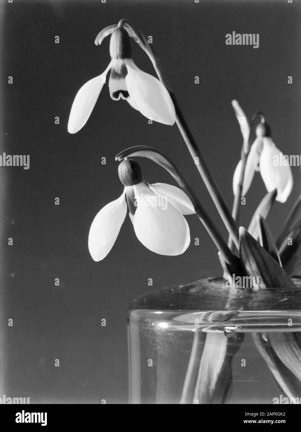 Schneefälle in einer Vase Datum: 1931 Schlüsselwörter: Blumen, Schneefälle, Vasen, Wasser Stockfoto