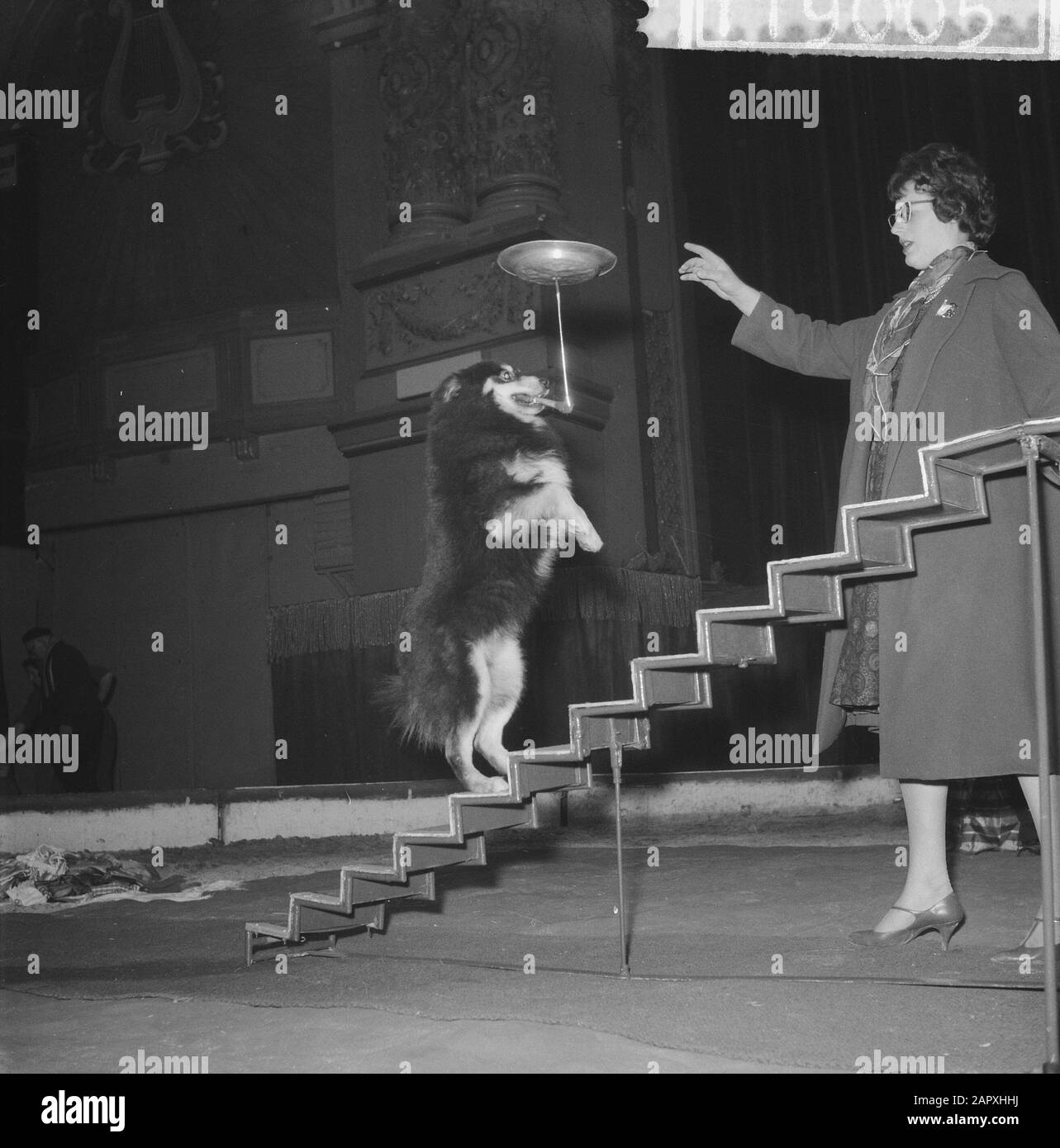 Probe im Circus Strassburger in Carre, Hundenummer von Ivonne Williams Datum: 22. Dezember 1960 Schlagwörter: Zirkusse, Proben Personenname: Ivonne Williams Institutionenname: Strassburger Circus Stockfoto