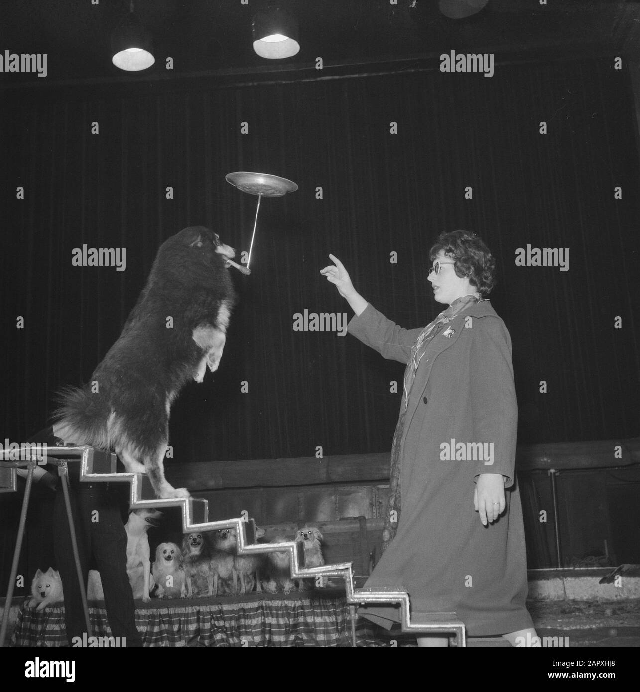 Probe im Circus Strassburger in Carre, Hundenummer von Ivonne Williams Datum: 22. Dezember 1960 Schlagwörter: Zirkusse, Proben Personenname: Ivonne Williams Institutionenname: Strassburger Circus Stockfoto