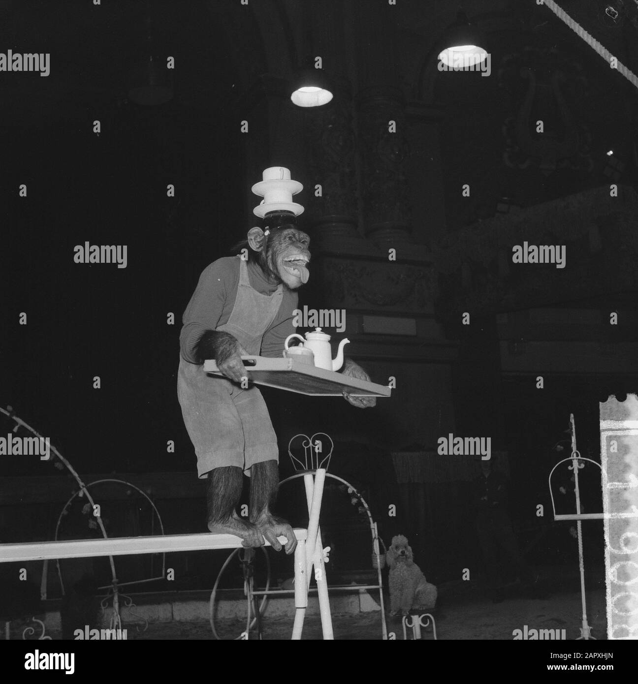 Probe im Circus Strassburger in Carre, Affe Nummer Ille und Jean Hoppe, Affe mit Tablett auf einem Bein und auf Schultern Datum: 22. Dezember 1960 Schlagwörter: Zirkusse, Proben Personenname: Ille, Jean Hoppe Institutionenname: Strassburger Circus Stockfoto