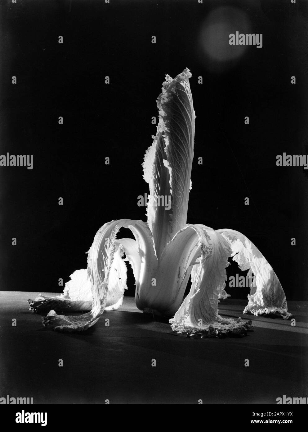 Stillleben eines chinesischen Kohls Datum: 1933 Schlüsselwörter: Blätter, chinesische Kohle, Schatten Stockfoto