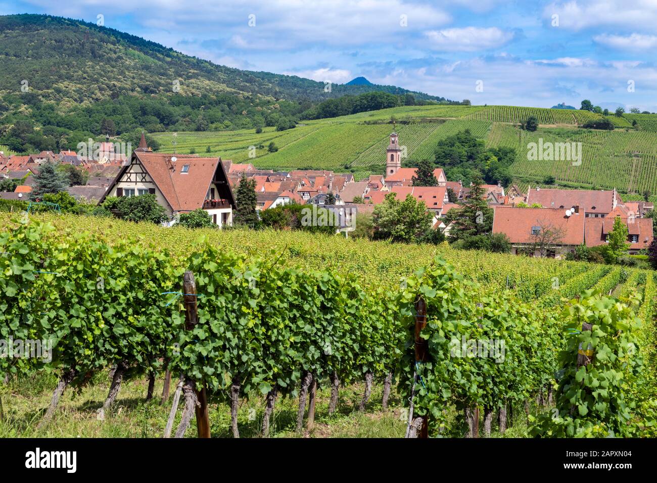 Weinanbau, Weinberge, Riquewihr, Elsaß, Frankreich Stockfoto