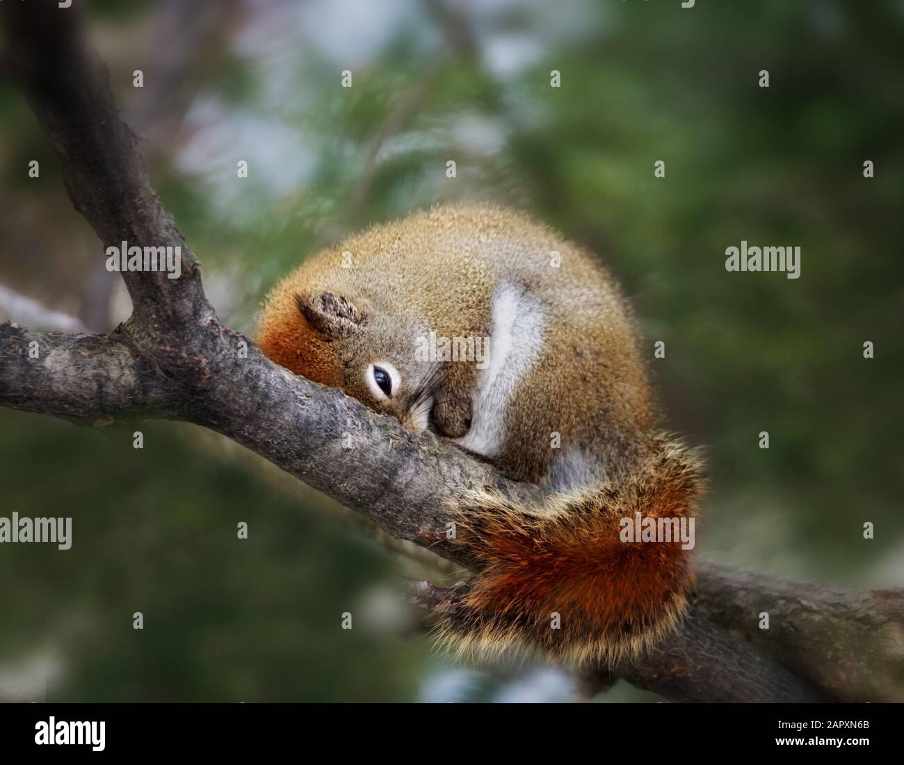 Nahaufnahme eines süßen Babyhörnchens, das in einem Baum einschläft Stockfoto