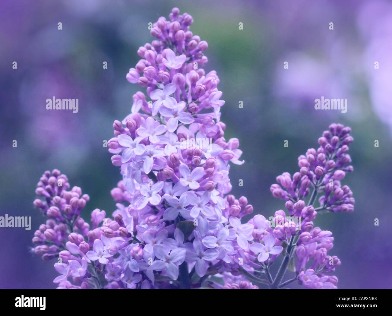 Extreme Nahaufnahme von blühenden lilafarbenen Blumen mit pastellfarbenem Bokeh-Hintergrund Stockfoto