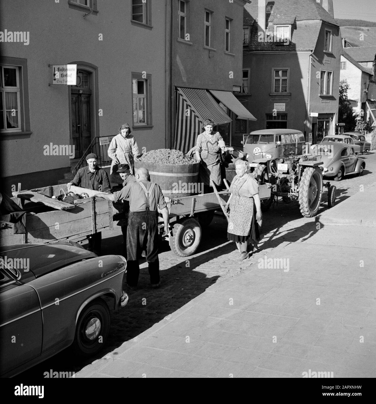 Mosel: Weinbautraktor mit Traubenpflücker und Cockpit mit der Traubenernte in den Straßen von Kröv Datum: 1959 Standort: Deutschland, Kröv, Rheinland-Pfalz, Westdeutschland Stichwörter: Trauben, Landarbeiter, landwirtschaftliche Werkzeuge, Ernten, Straßenbilder, Traktoren, Weinanbau, Geschäfte Stockfoto