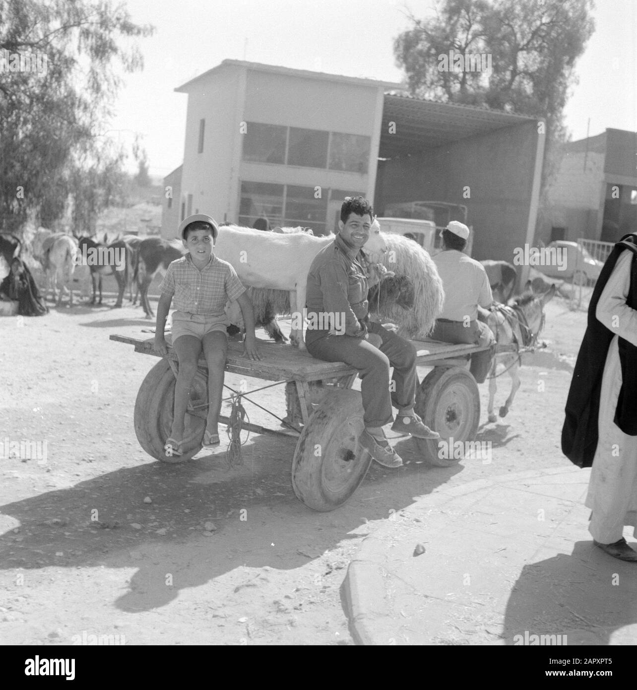 Israel 1960-1965: Beduinen in Beershewa (Beer Sheva) Zwei Erwachsene Männer, ein Kind, ein Schaf und eine Ziege auf einem Fuß auf Luftreifen, die von einem Esel auf dem Markt von Beersjeba gezogen wurden. Im Hintergrund einige Esel und Maultiere Datum: 1. Januar 1960 Ort: Bersheba, Israel Schlagwörter: Esel, Ziegen, Handel, Karren, Kinder, Märkte, Schafe, Straßenbilder, Transport Stockfoto