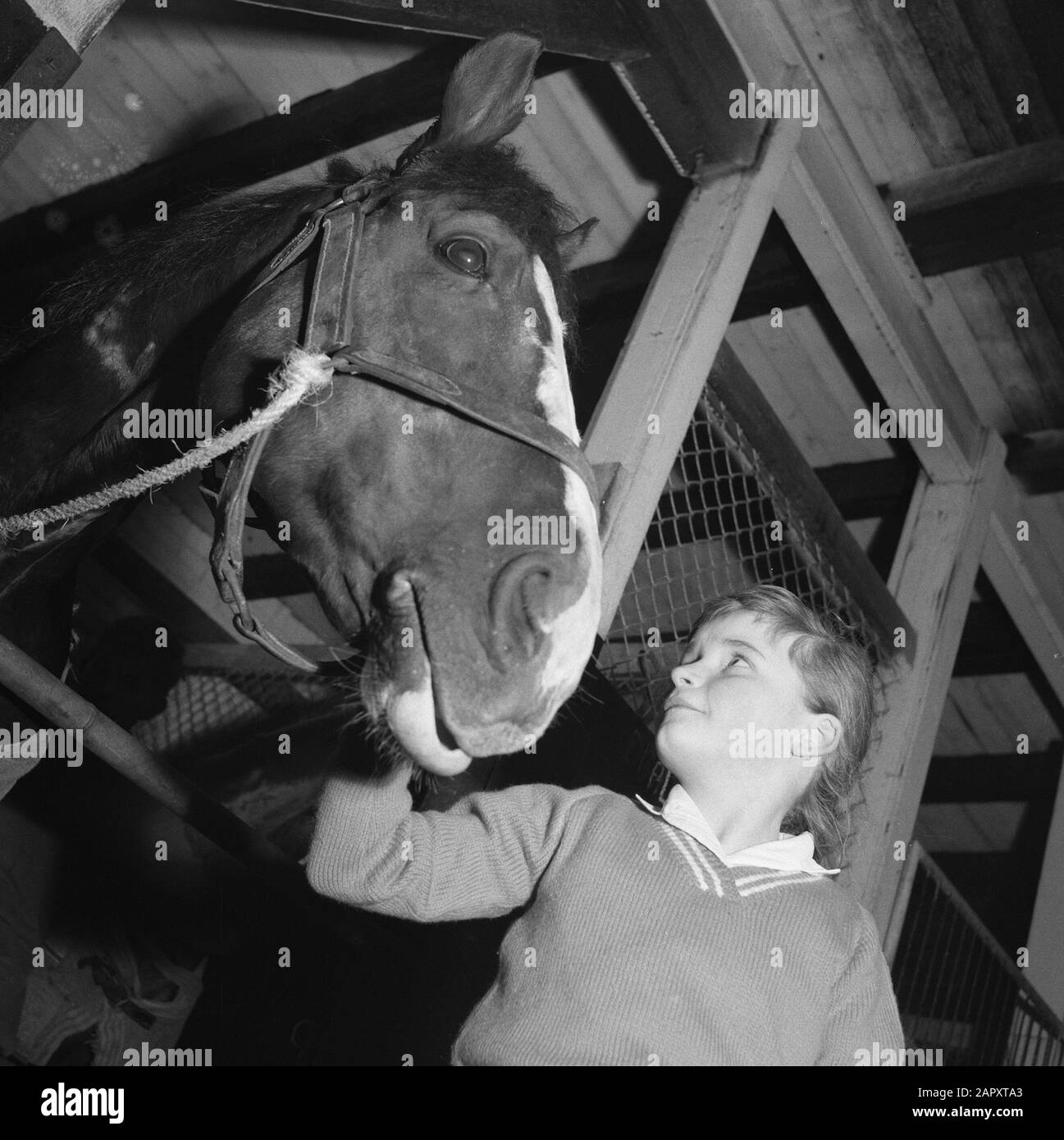 Pferdesport-Serie Datum: 26. Februar 1961 Schlagwörter: Reitsport-Serie Stockfoto