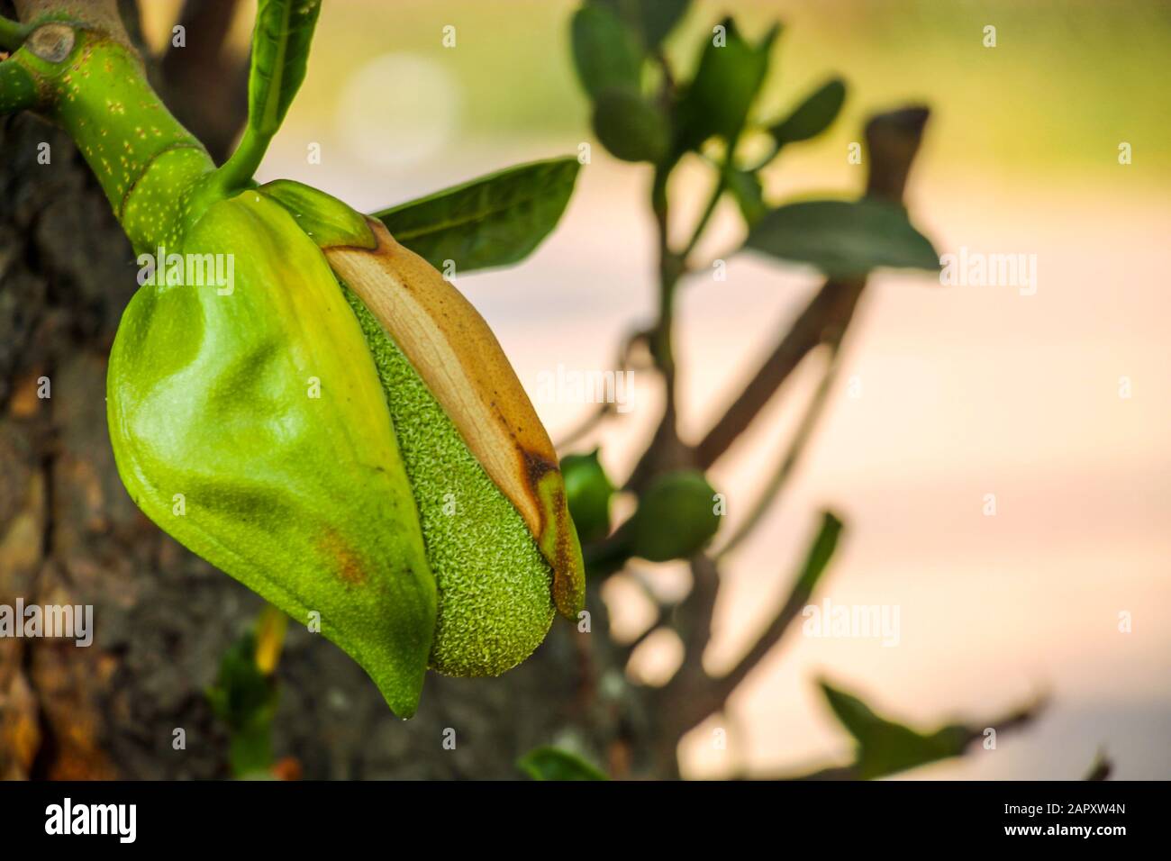 Asiatische Sommerfrucht genannt Jack-fruit. Wissenschaftlicher Name Artocarpus Heteropyllus. Makrofotografie oder Nahaufnahme von fettem Baby-Jack-Fruit. Stockfoto