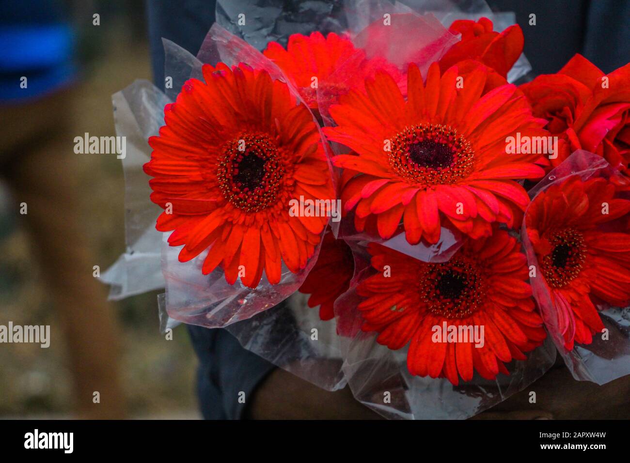 Bellis perennis, Common Daisy, Lawn Daisy, English Daisy Stockfoto