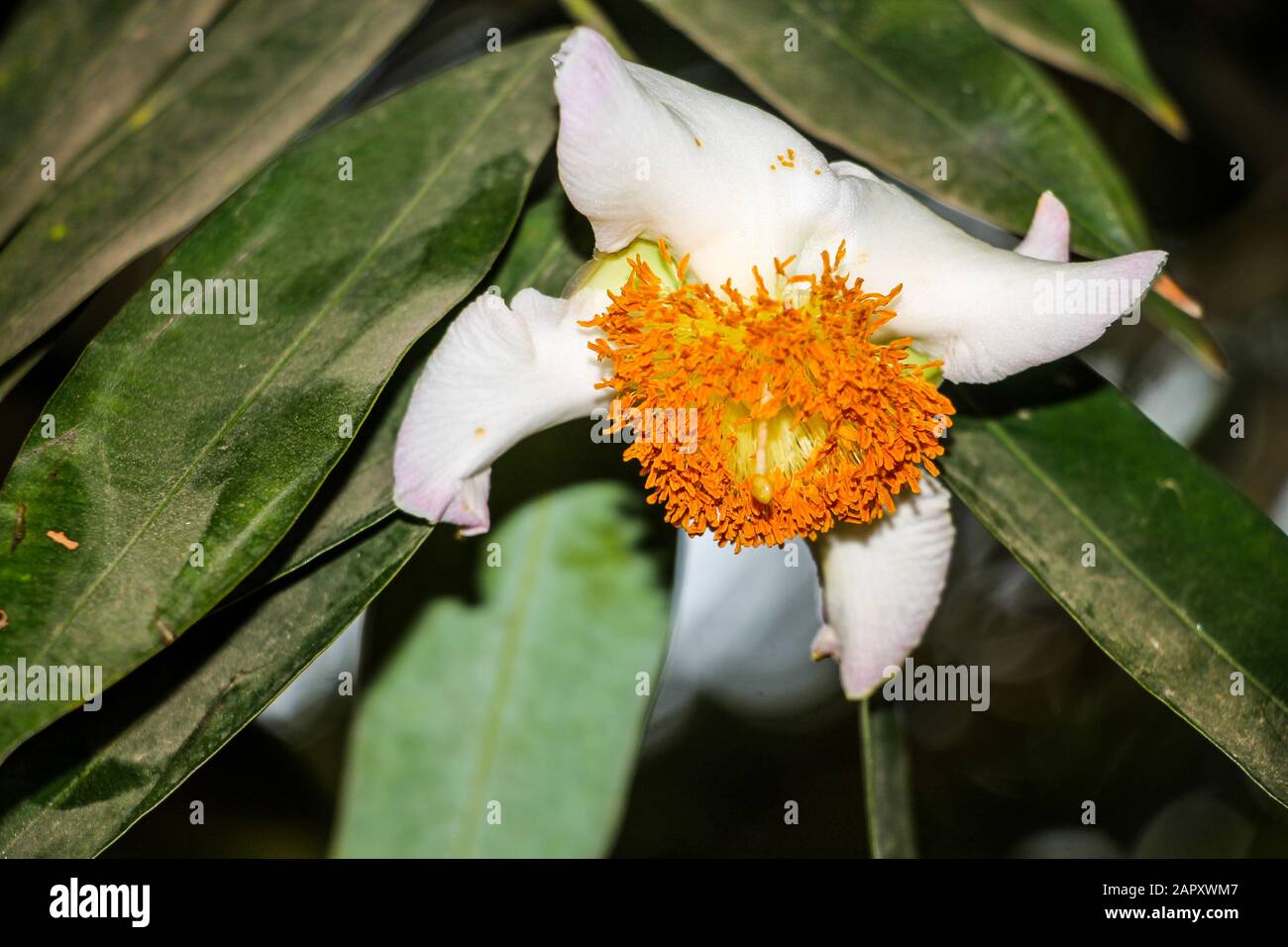 Mesua ferrea, Ceylon Eisenholz, indische Rosenkastanie, Kobra Safran, Calophyllaceen Stockfoto