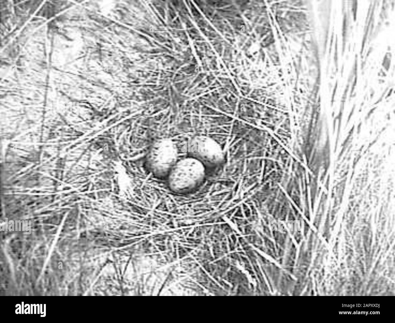 Anmerkungen zu den Vögeln: [Negative Missing] Datum: 9. Januar 1946 Stichwörter: Vögel, Eier, Nester Stockfoto