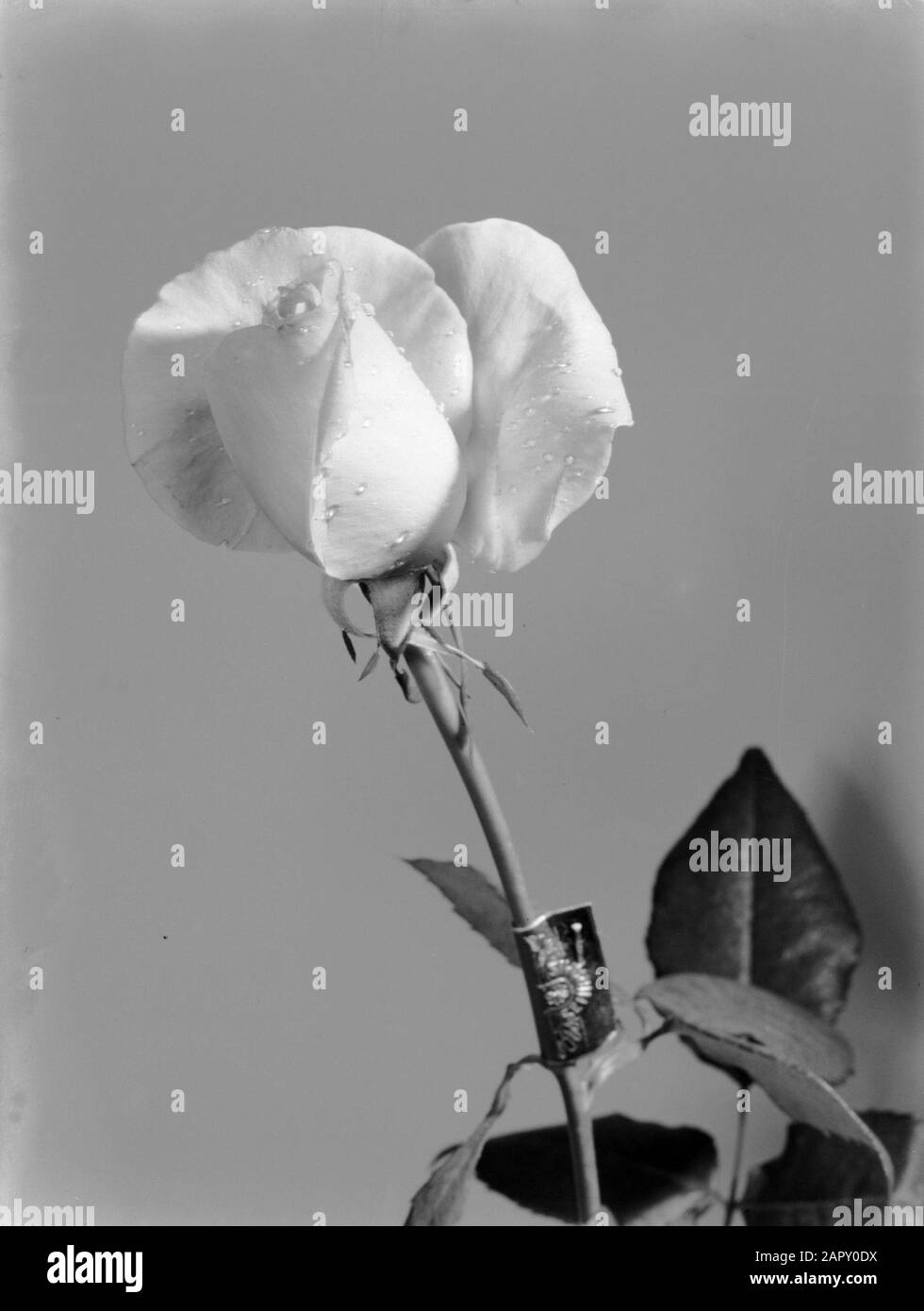 Werbefotografie Wassertropfen auf einer noch nicht vollständig geöffneten gelben Rose Briarcliff Datum: 1933 Schlüsselwörter: Blumen, Tropfen, Rosen, Name der Wassereinrichtung: Semiramis Stockfoto