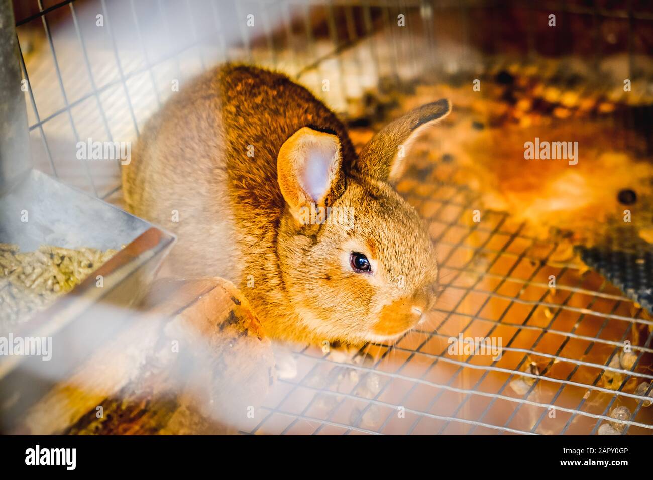 Rabit Familie in einem Käfig Stockfoto