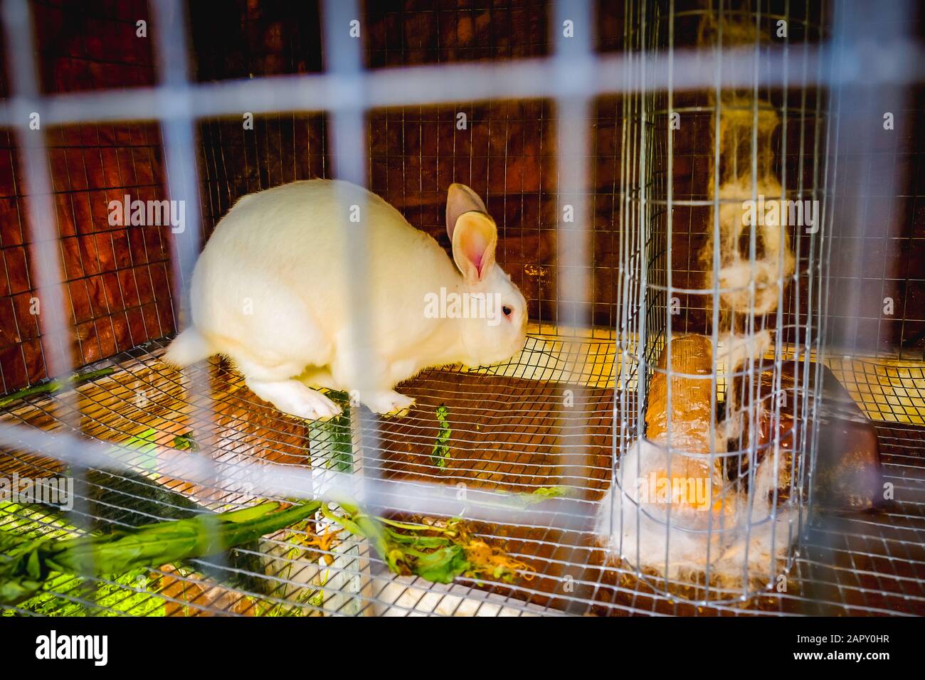 Rabit Familie in einem Käfig Stockfoto