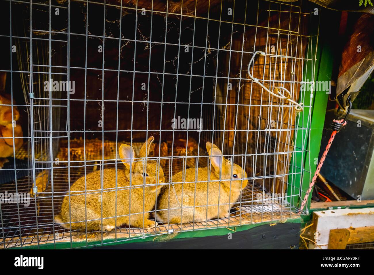 Rabit Familie in einem Käfig Stockfoto