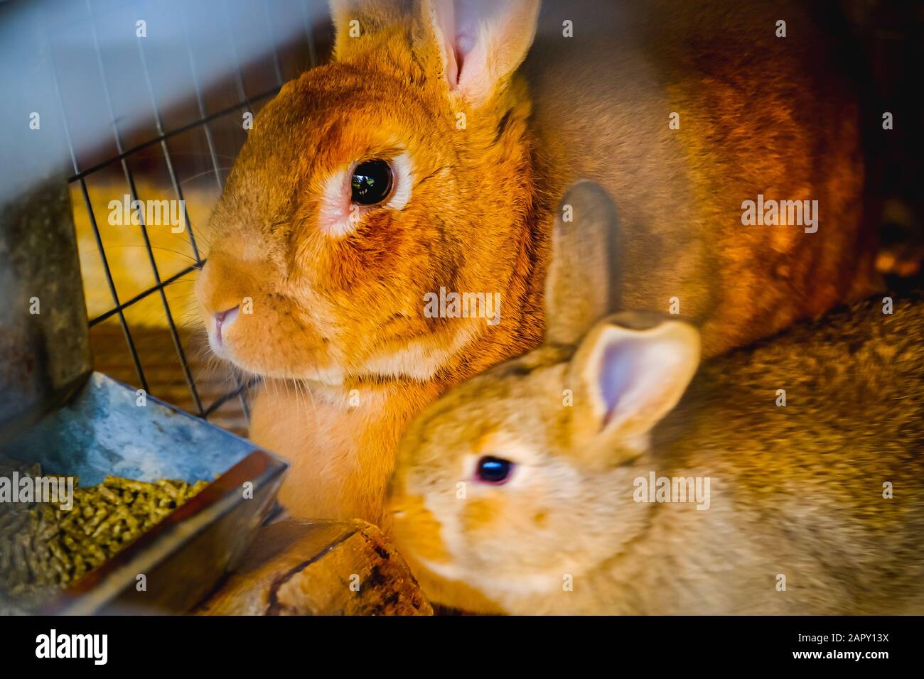 Rabit Familie in einem Käfig Stockfoto