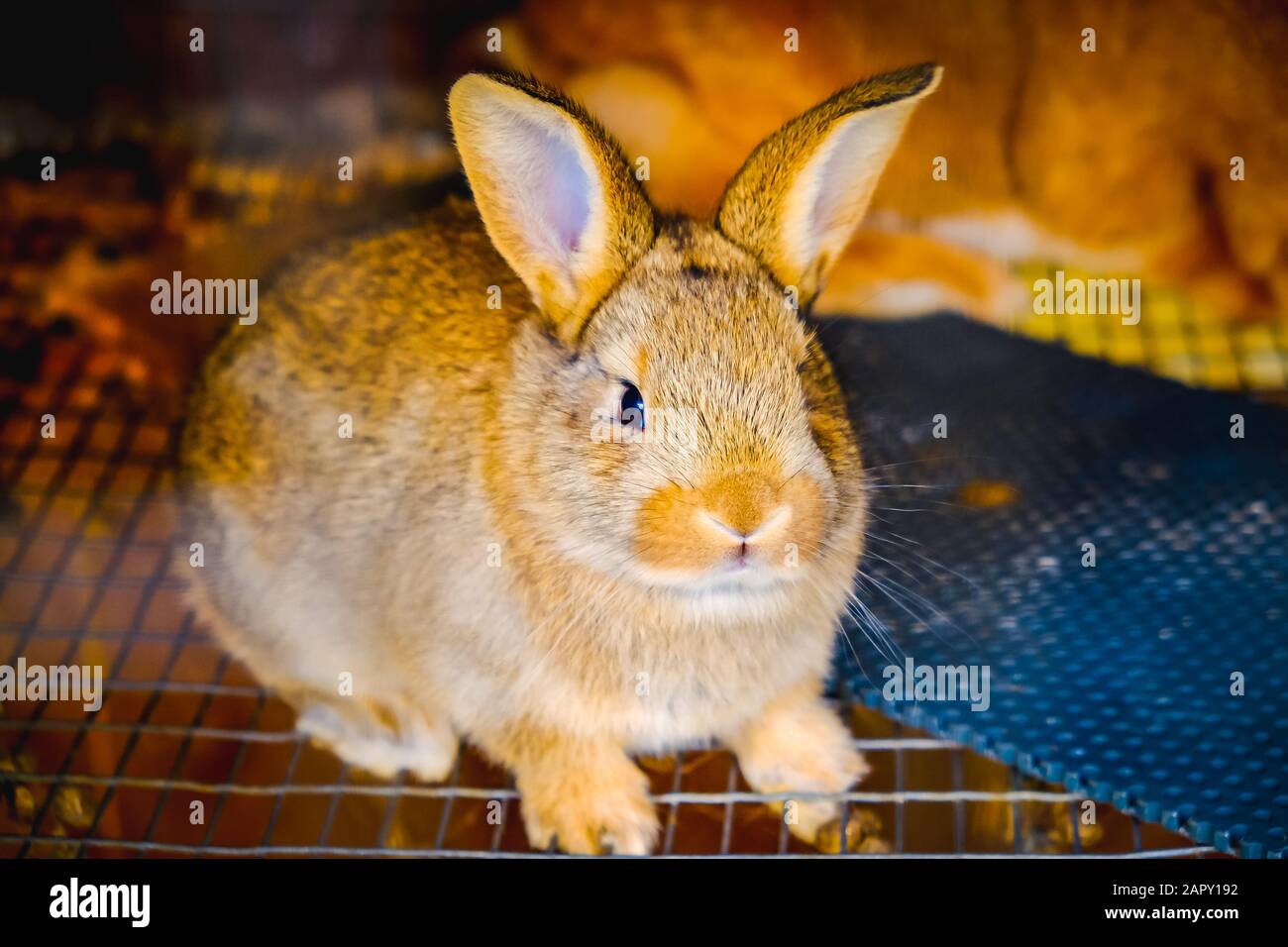 Rabit Familie in einem Käfig Stockfoto