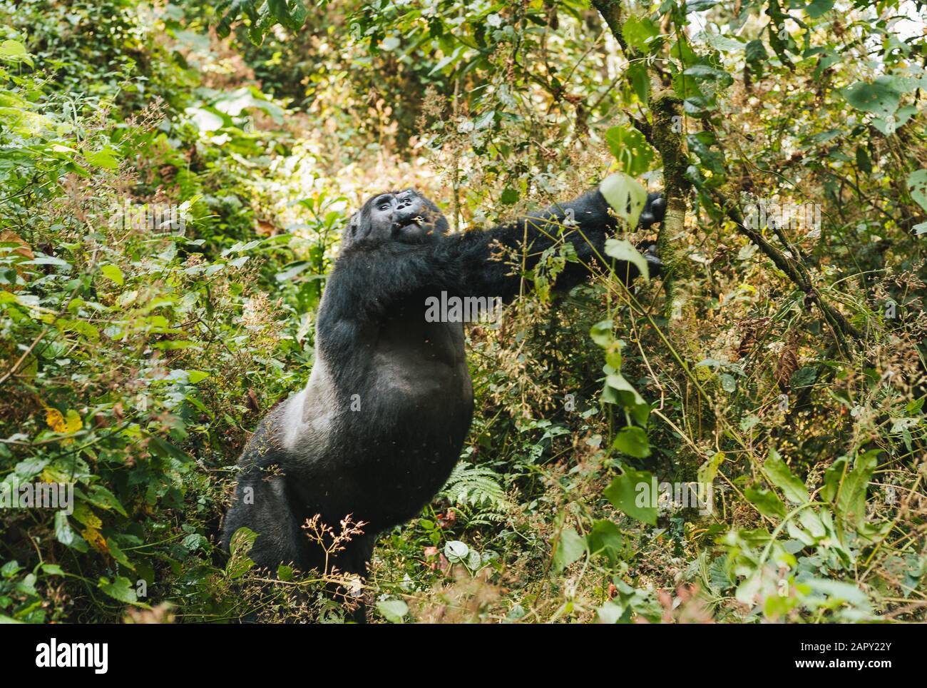 Beeindruckender Berg-Gorilla, der sich im Dichten Dschungel aufstellt und ausdehnt, Bwindi Undurchdringlicher Nationalpark, Uganda Stockfoto
