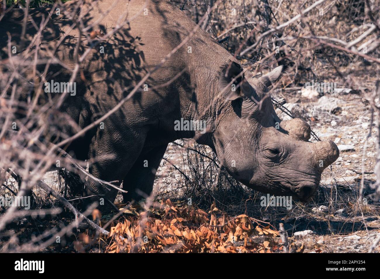 Enthornte Rhino oder Rhinozeros, die im trockenen Bush im Etosha-Nationalpark, in Namibia, Afrika, stehen Stockfoto
