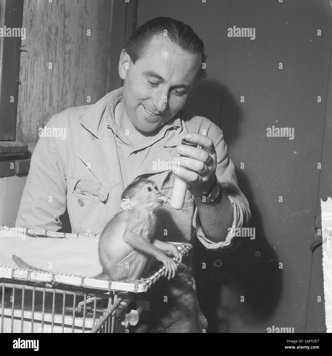 Mangabay-Affe wird nach Flaschen-Datum erhoben: 4. April 1961 Stockfoto