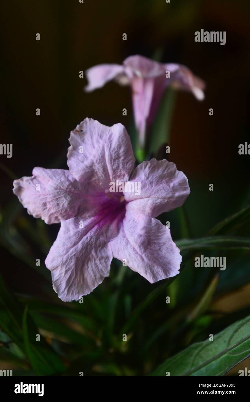 Nahaufnahme der Pink Mexican Petunia Flowers/Acanthaeen im Garten Stockfoto
