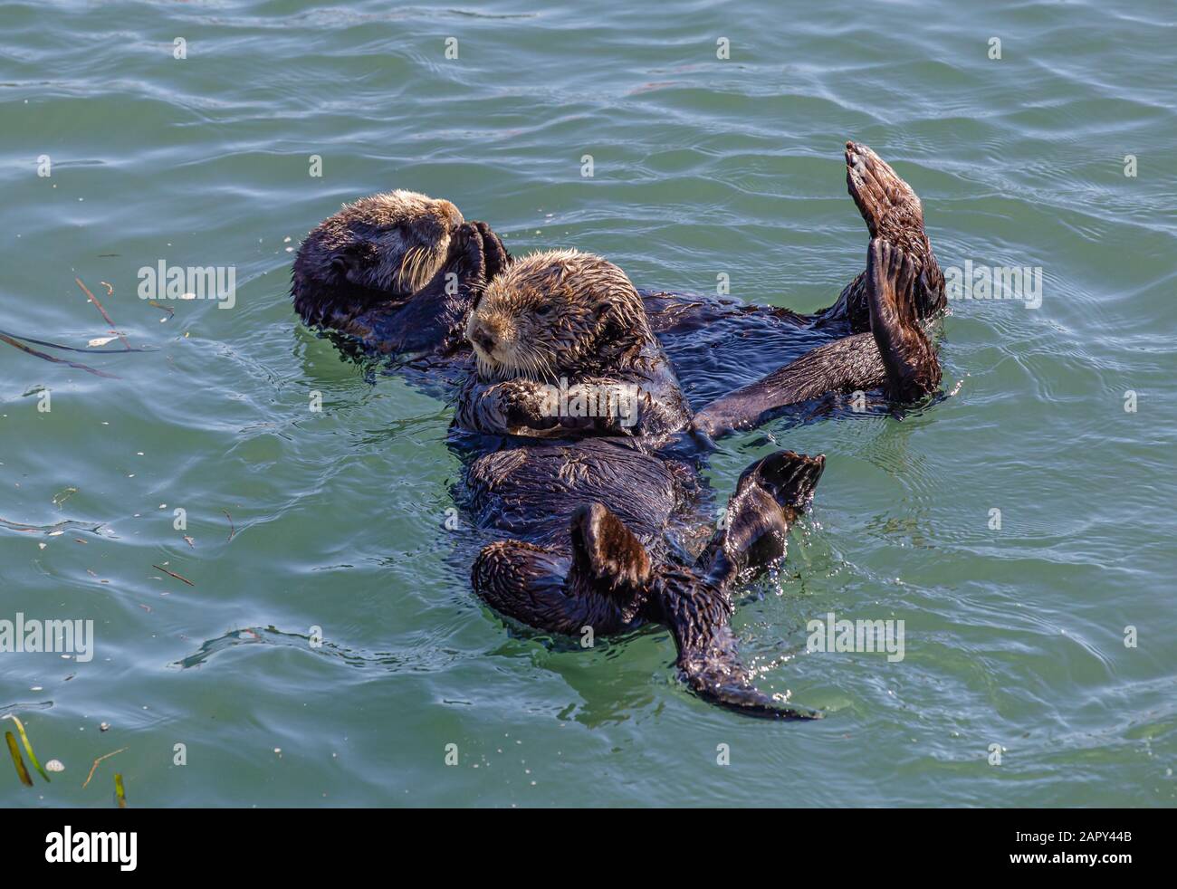 Seeotter mit Babys, die in Morro Bay, CA, schwimmen Stockfoto
