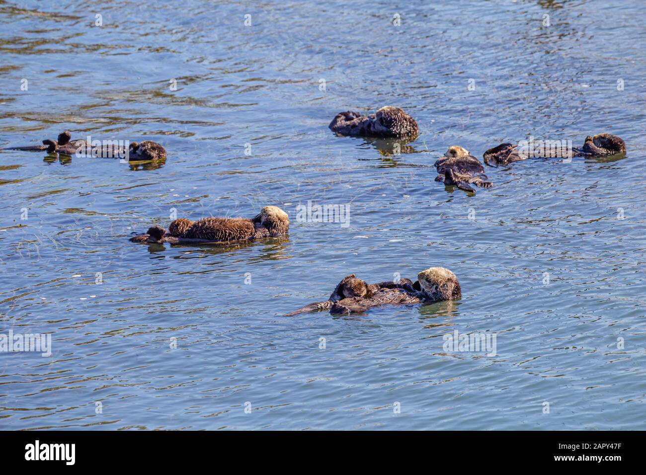 Seeotter mit Babys, die in Morro Bay, CA, schwimmen Stockfoto
