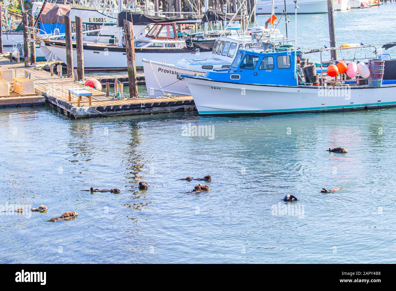 Seeotter mit Babys, die in Morro Bay, CA, schwimmen Stockfoto