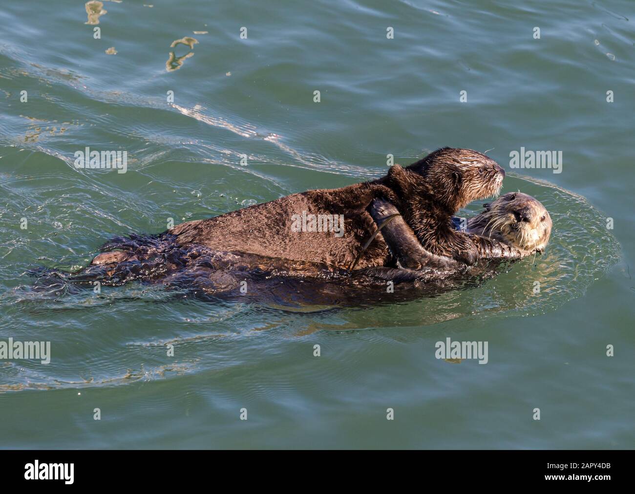 Seeotter mit Babys, die in Morro Bay, CA, schwimmen Stockfoto