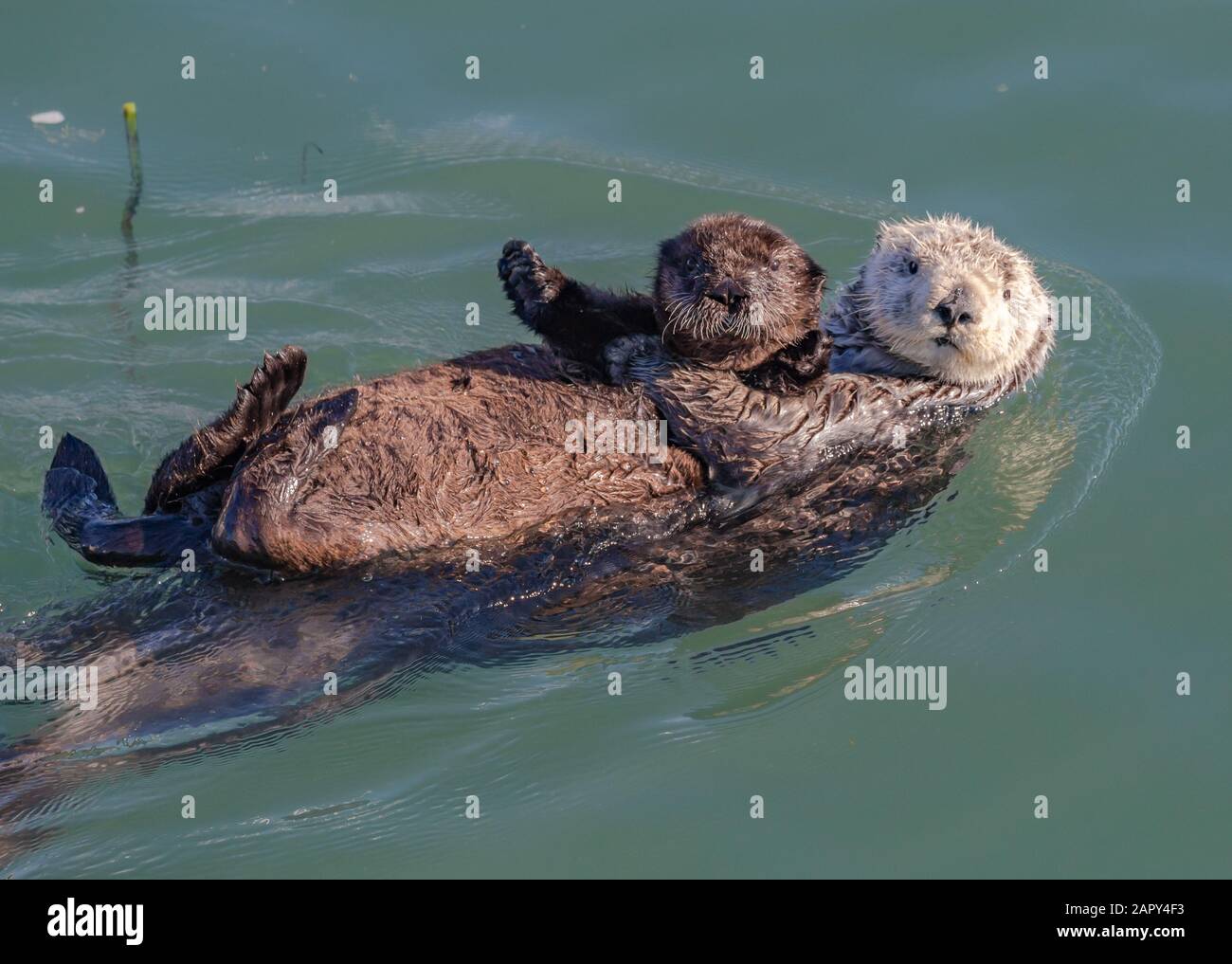 Mutter Sea Otter schwimmt mit ihrem Pup in Morro Bay, CA Stockfoto