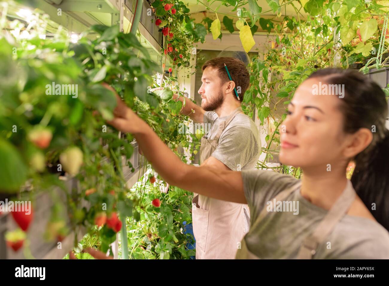 Junger männlicher Gärtner in Schürze und Opferbekleidung, der sich um Erdbeeren kümmert Stockfoto