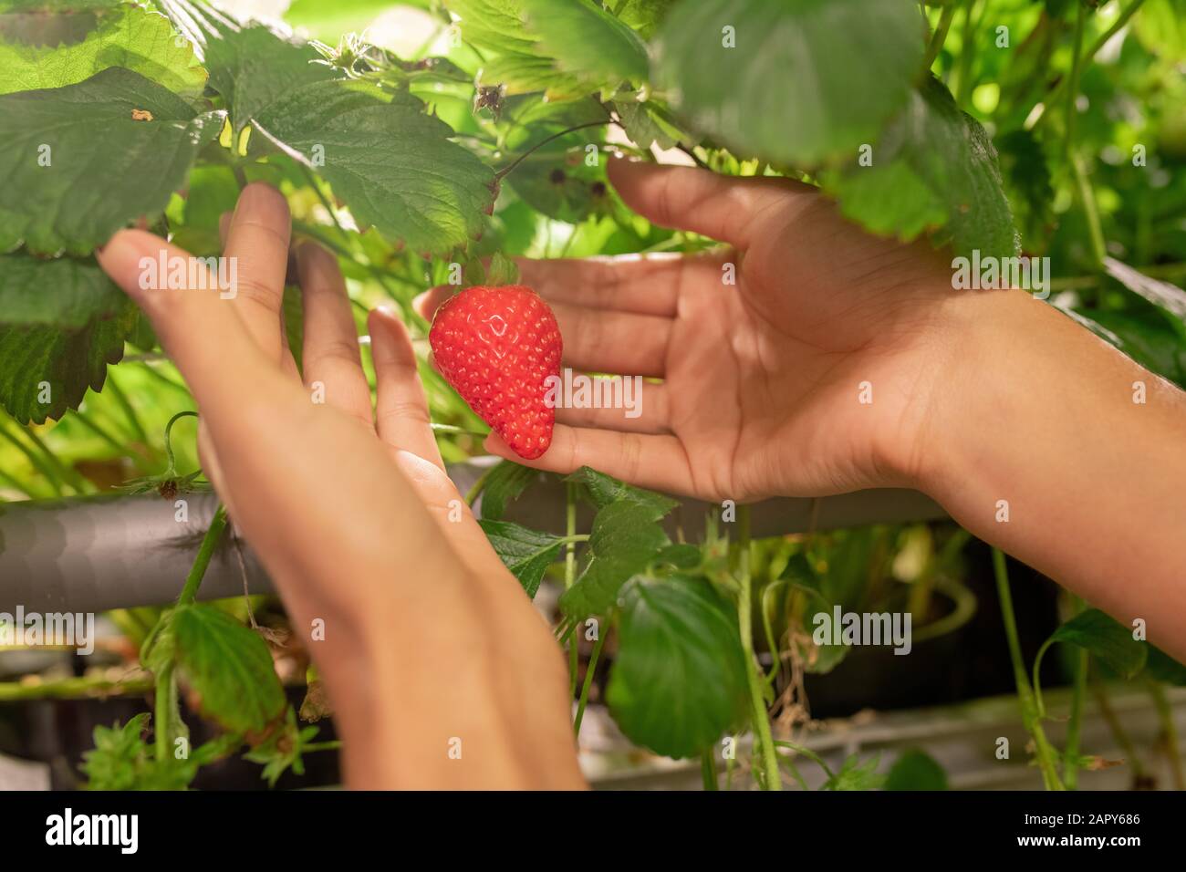Hände junger Gärtner oder Gewächshausarbeiter, die reife rote Erdbeere halten Stockfoto